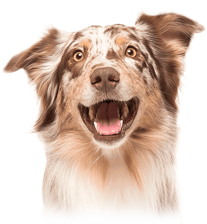Dogs.iaherlay